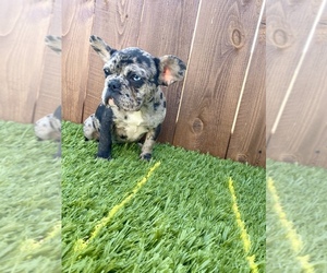 French Bulldog Puppy for sale in LOS ANGELES, CA, USA