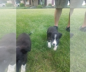 Border Collie Puppy for sale in ROCKVILLE, MD, USA