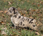 Small Photo #3 Miniature Australian Shepherd-Poodle (Standard) Mix Puppy For Sale in ELLENBORO, NC, USA