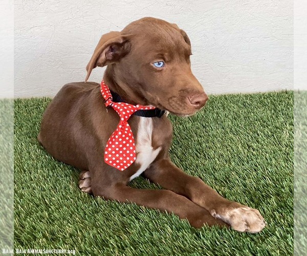 Medium Photo #3 Chocolate Labrador retriever-Unknown Mix Puppy For Sale in San Diego, CA, USA