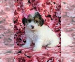 Small Photo #3 Poodle (Miniature)-Shorkie Tzu Mix Puppy For Sale in CHRISTIANA, PA, USA