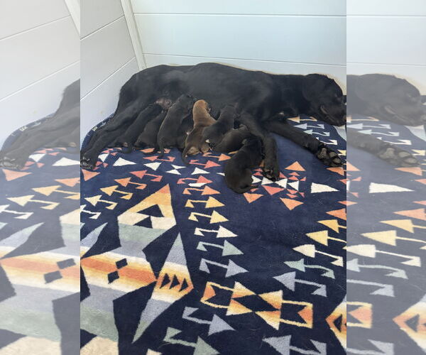 Medium Photo #4 Labrador Retriever-Unknown Mix Puppy For Sale in San Diego, CA, USA