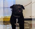 Small Labrador Retriever Mix
