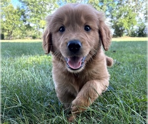 Golden Retriever Puppy for sale in FRANKLIN, IN, USA