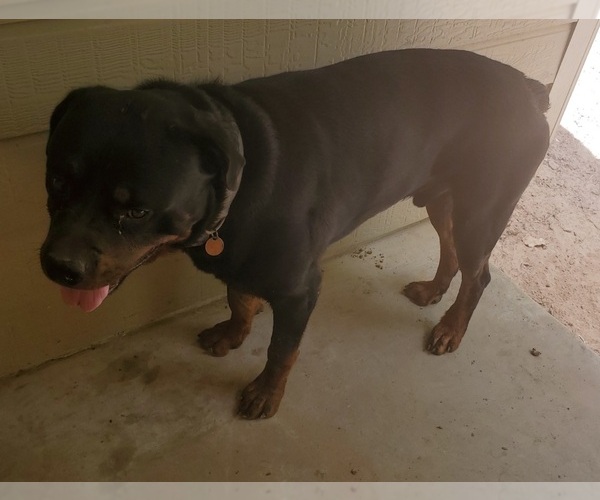 Medium Photo #1 Rottweiler Puppy For Sale in SPRING, TX, USA