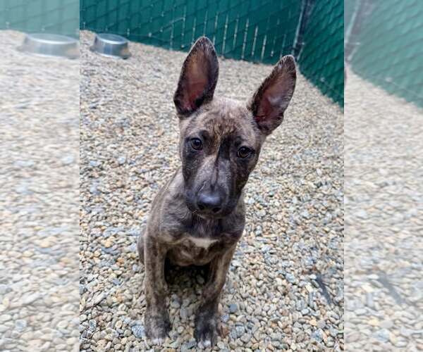 Medium Photo #1 Pharaoh Hound-Unknown Mix Puppy For Sale in Hilton Head, SC, USA