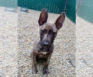 Pharaoh Hound-Unknown Mix Dogs for adoption in Hilton Head, SC, USA