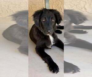 Golden Retriever-Unknown Mix Dogs for adoption in Cave Creek, AZ, USA