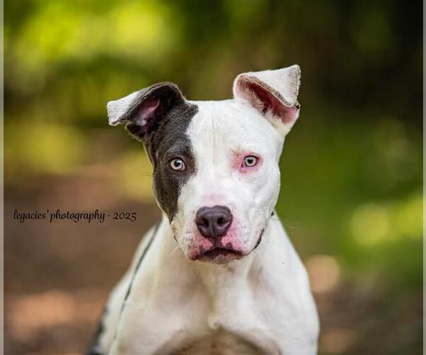 Medium Photo #2 American Pit Bull Terrier Puppy For Sale in Peoria, IL, USA