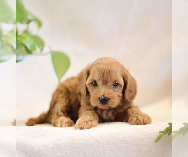 Medium Photo #1 Cavapoo Puppy For Sale in NEW HOLLAND, PA, USA