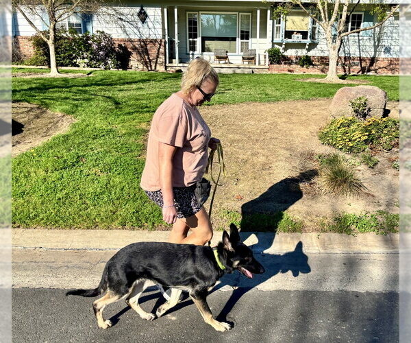 Medium Photo #4 German Shepherd Dog Puppy For Sale in West Sacramento, CA, USA