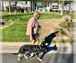 Small #3 German Shepherd Dog