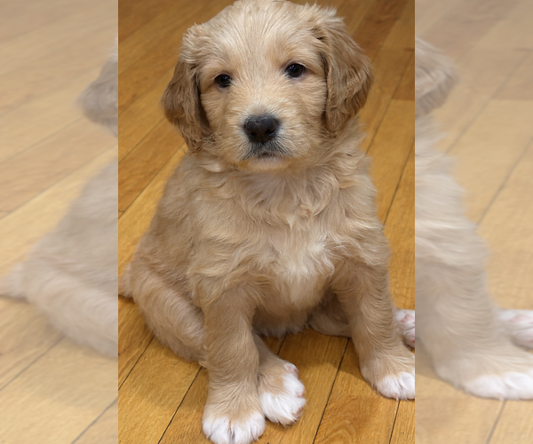 Medium Photo #1 Golden Mountain Doodle Puppy For Sale in CORBIN, KY, USA