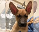 Small #17 German Shepherd Dog Mix