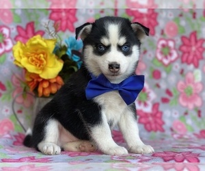 Pomsky Puppy for sale in LANCASTER, PA, USA