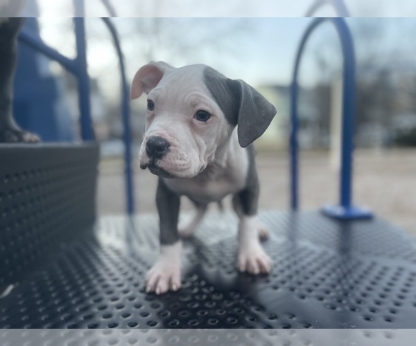 Medium Photo #3 American Pit Bull Terrier Puppy For Sale in TRENTON, NJ, USA