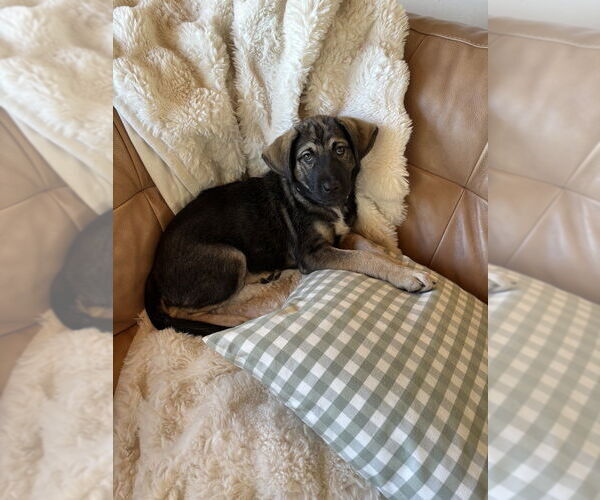 Medium Photo #4 Mutt Puppy For Sale in Dana Point, CA, USA