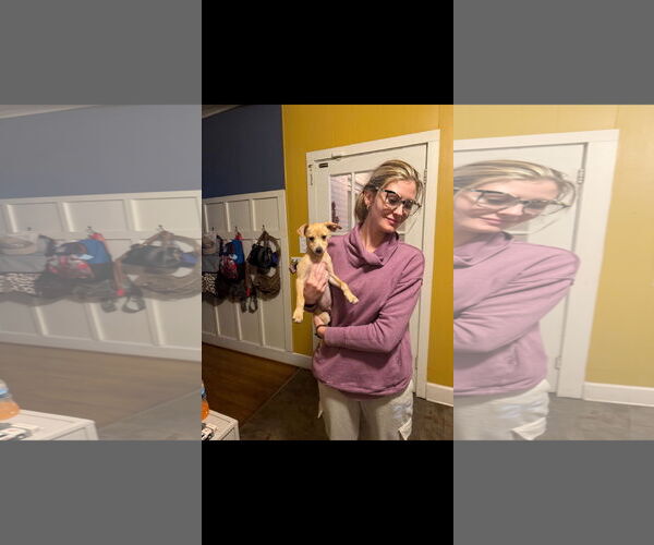 Medium Photo #3 Jack Russell Terrier Puppy For Sale in Buffalo, MN, USA