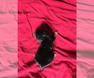 Yorkshire Terrier Puppy for sale in CORNERSVILLE, TN, USA