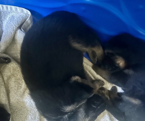 Medium Photo #4 German Shepherd Dog Puppy For Sale in EL CAJON, CA, USA