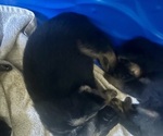 Small #3 German Shepherd Dog