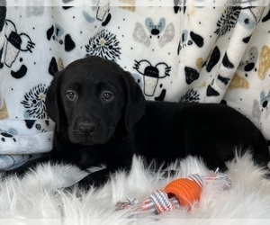 Labrador Retriever Puppy for sale in NOBLESVILLE, IN, USA