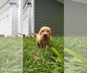 Double Doodle Puppy for sale in DUFFIELD, VA, USA