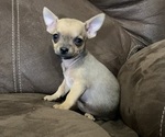 Puppy Puppy 2 Chihuahua