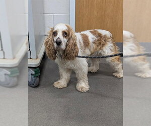Cocker Spaniel-Unknown Mix Dogs for adoption in Forestville, MD, USA