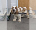 Small Cocker Spaniel Mix