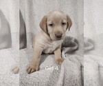 Puppy Puppy 7 Labrador Retriever