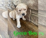 Small Photo #6 Golden Retriever Puppy For Sale in ROGERSVILLE, MO, USA