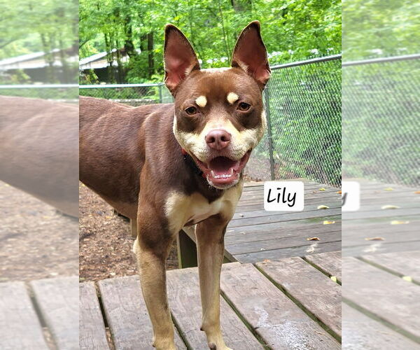 Medium Photo #15 Mutt Puppy For Sale in Ellijay, GA, USA
