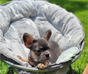 French Bulldog Puppy for sale in HOLLYWOOD, FL, USA