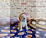 Small Photo #21 Goldendoodle Puppy For Sale in RED OAK, TX, USA