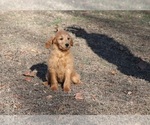 Small Photo #5 Goldendoodle Puppy For Sale in FAIR GROVE, MO, USA