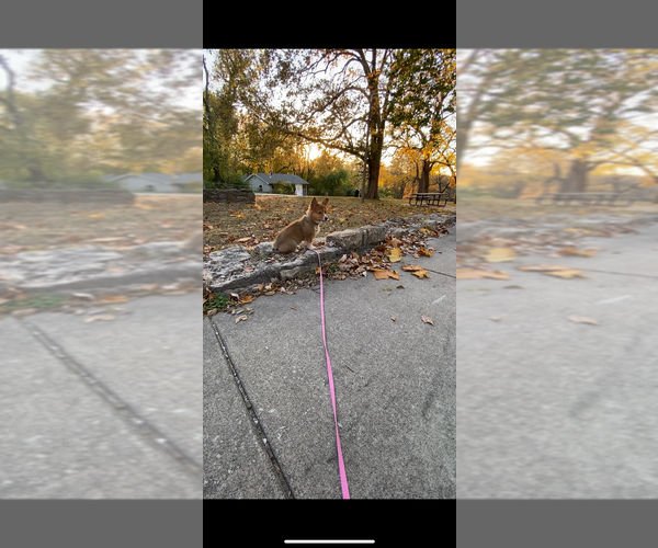 Medium Photo #23 Pembroke Welsh Corgi Puppy For Sale in INDEPENDENCE, MO, USA