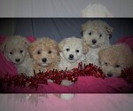 Small Photo #4 Pookimo Puppy For Sale in GORDONVILLE, PA, USA