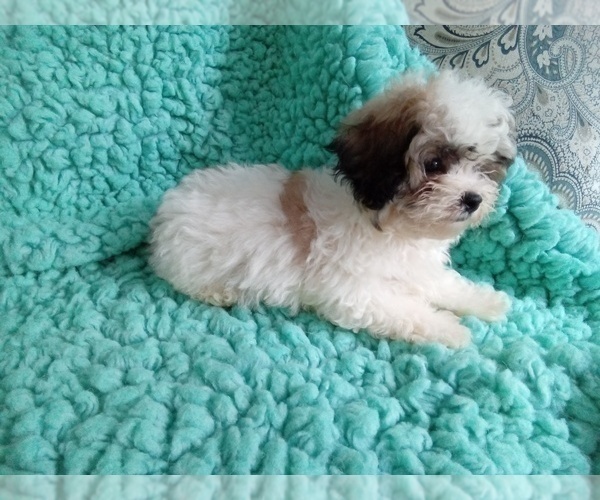 Medium Photo #2 Zuchon Puppy For Sale in LAUREL, MS, USA