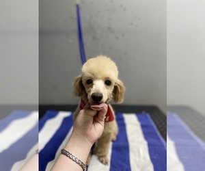 Poodle (Toy) Puppy for sale in CLARKSTON, GA, USA