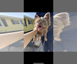 Small Photo #1 French Bulldog Puppy For Sale in MARION, IA, USA