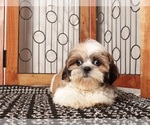 Puppy Otis Shih Tzu