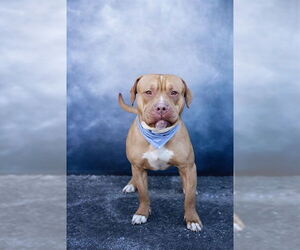 Mutt Dogs for adoption in Belleville, IL, USA