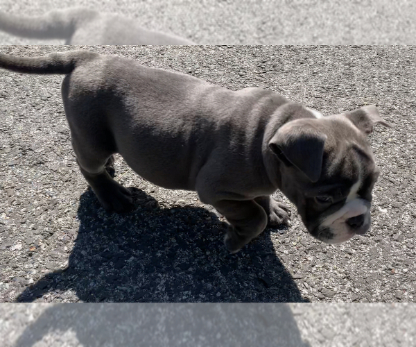Medium Photo #2 American Bully Puppy For Sale in COLLEGE PARK, MD, USA