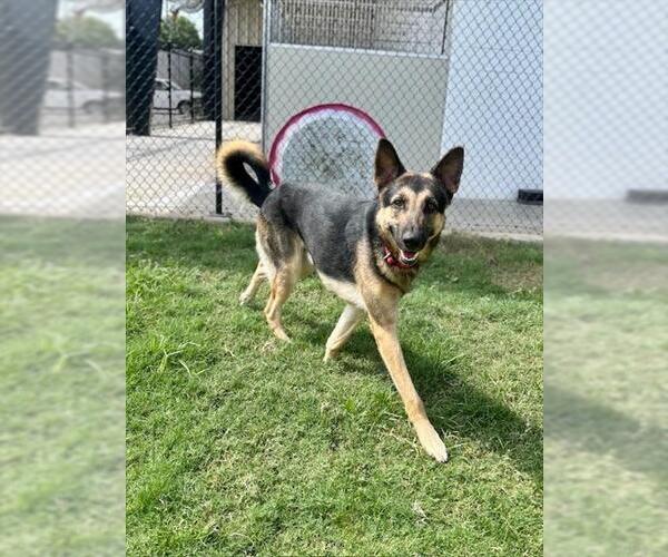 Medium Photo #2 German Shepherd Dog Puppy For Sale in Temple, TX, USA