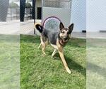 Small #1 German Shepherd Dog