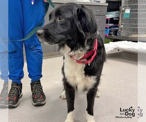 Millie - Female Collie-Retriever  Mix Dog for Adoption - Photo #3