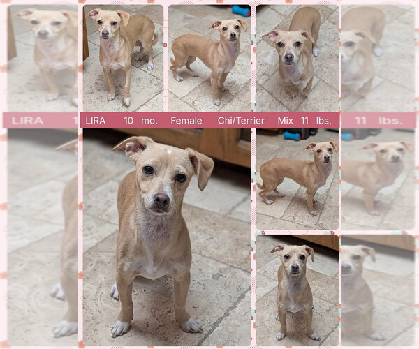 Medium Photo #4 Chihuahua-Unknown Mix Puppy For Sale in Mesa, AZ, USA