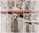 Small #3 Chihuahua Mix