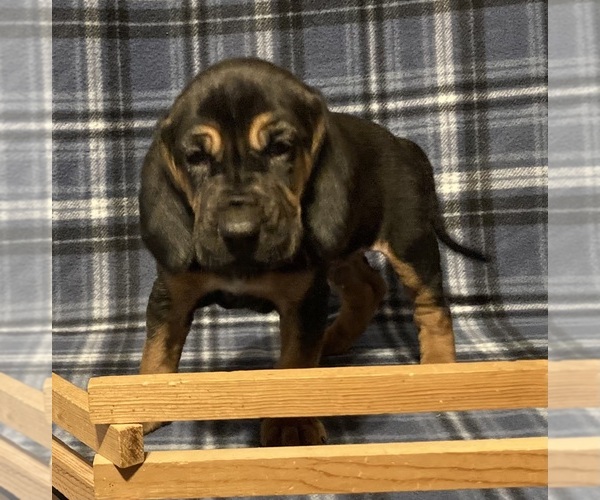 Medium Photo #2 Bloodhound Puppy For Sale in FORT MORGAN, CO, USA